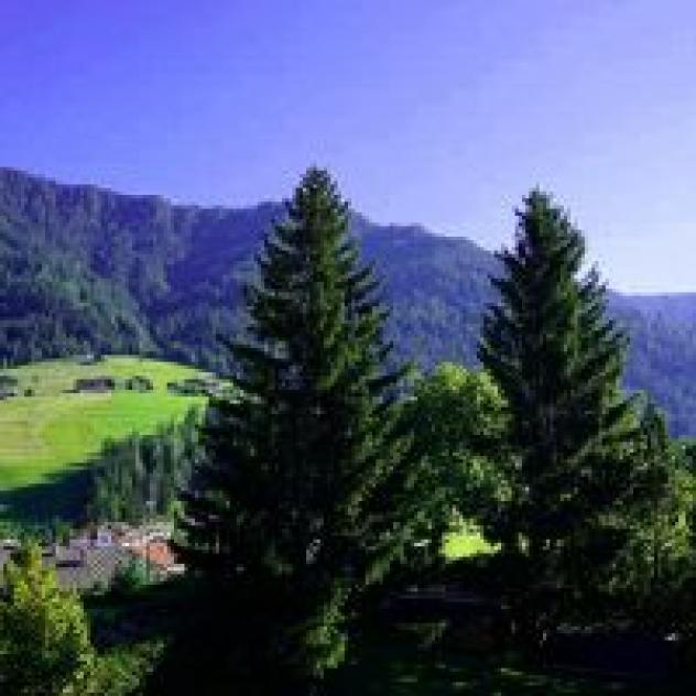 Garni Murit