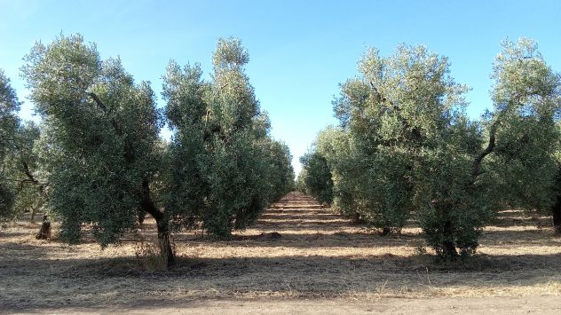 Ottimo oliveto a 5 km da Cerignola - Foto 6