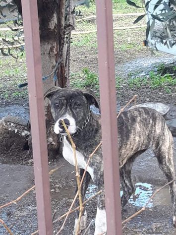 LAMIA, cagnolona legata ad un albero - Foto 2