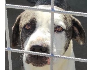 CANE IN ADOZIONE: MAX