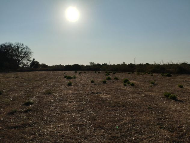 Terreno di circa 8.000 mq con trullo nelle campagne di Alezio - Foto 6