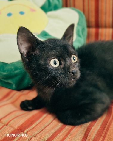 Kata, gattina sfortunata prossima alla scadenza.. - Foto 4