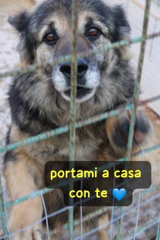 ARGO E’ UN PASTORINO DI 8 ANNI - Foto 4