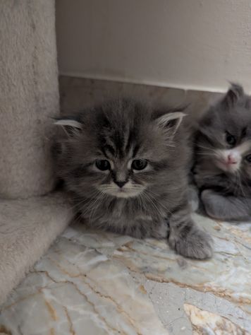 Gattini Persiani - Foto 3