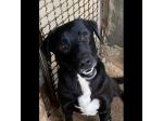 BORIS FANTASTICO ESEMPLARE DI CANE COZZA! DOLCISSIMO CAGNOLINO IN ADOZIONE