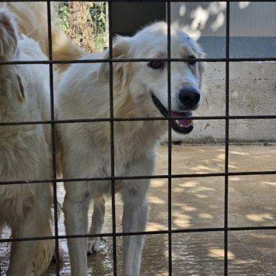 DANTE E ULISSE MIX PMA E GOLDEN CERCANO CASA, CANI IN ADOZIONE - Foto 10