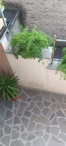 PIANTE ASPARIGINE - Foto 2