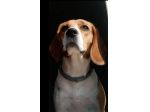 Beagle femmina 7anni figlio malato SOS AIUTO CAMPANIA
