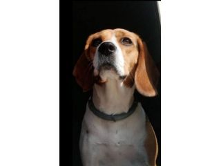 Beagle femmina 8anni figlio malato SOS AIUTO CAMPANIA