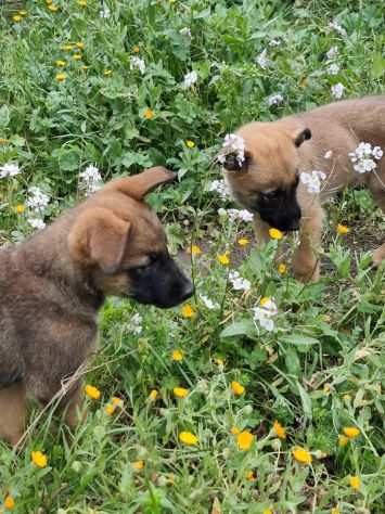 Cuccioli Allevamento Pastore Belga Malinois Potenza Matera Melfi Metaponto - Foto 2