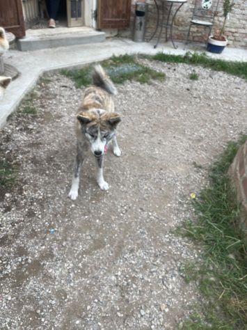 Cucciole femminucce di Akita Inu con pedigree enci - Foto 6