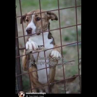 MACCHIA UNA NUOVA VITA PER LEI CAGNOLINA IN ADOZIONE - Foto 4