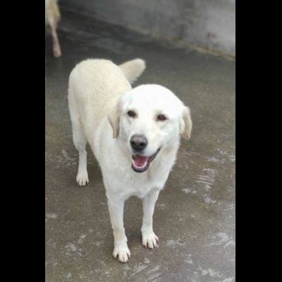 LA DOLCEZZA IN GABBIA, mix labrador CAGNOLINA IN ADOZIONE taglia media - Foto 3