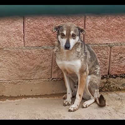 DIK RASSEGNATO NEL SUO ANGOLO: CAGNOLINO IN ADOZIONE TAGLIA MEDIO PICCOLA