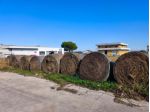 Fieno per pacciamare orto