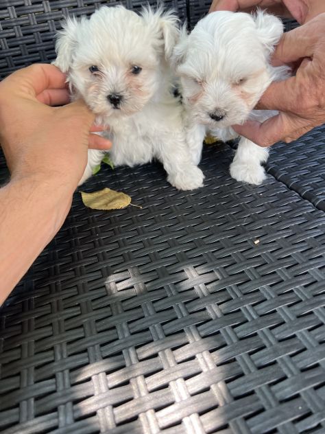 Maltese Toy - Foto 2