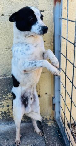 BILLY 5 ANNI taglia media piccola IN CANILE - Foto 2