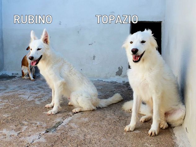 Rubino carinissimo e sorridente - Foto 2