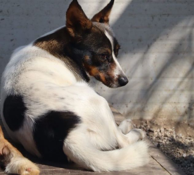 Bonnie: adozione del cuore