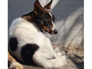 Bonnie: adozione del cuore