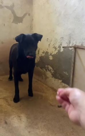 UN MIRACOLO PER BOMBOLO CANE IN ADOZIONE - Foto 4