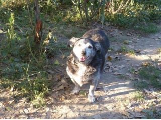 COMODINO, simpaticissimo cagnolino