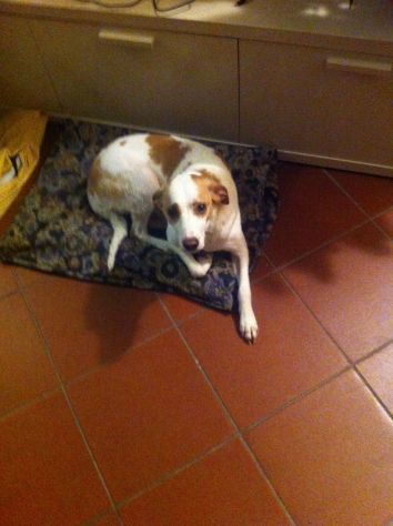 TOBY E TRILLY, due teneri cagnolin - Foto 2
