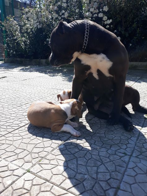 ALLEVAMENTO E CUCCIOLI AMSTAFF IN BASILICATA - Foto 5