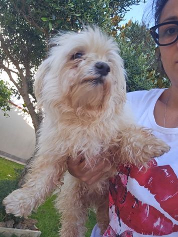 Mafalda: 4 anni, socievole con tutti - Foto 8