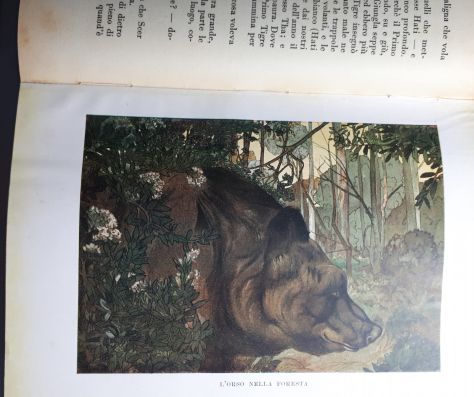 IL PRIMO LIBRO DELLA GIUNGLA, RUDYARD KIPLING, CASA EDITRICE MARZOCCO 1948. - Foto 4
