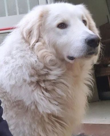 PASQUALE MERAVIGLIOSO; CANE IN ADOZIONE