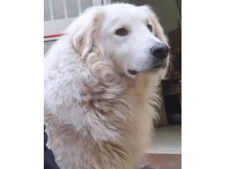 PASQUALE MERAVIGLIOSO; CANE IN ADOZIONE