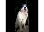 CEDRIC, SETTER INGLESE,  UNA MERAVIGLIA CHE CERCA CASA, CANE IN ADOZIONE