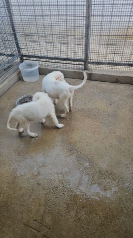 Lella: 3 mesi taglia media - Foto 7