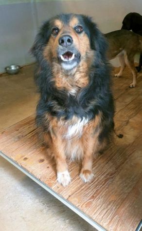 CANE IN ADOZIONE: ARDIAN, simil bernese - Foto 5