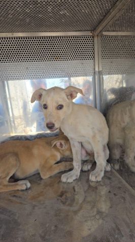 22 cuccioli da accasare!! SOS ABBANDONI SICILIA - Foto 8