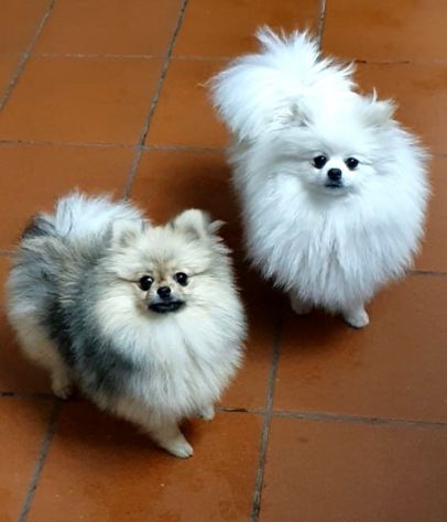 Volpino di pomerania femmina pedigree - Foto 3
