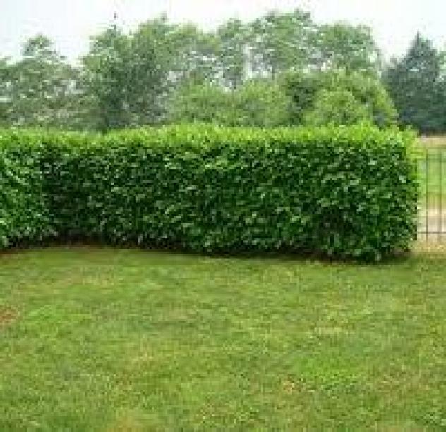 Multiservice Impresa di Pulizie - Giardinaggio - Traslochi - Imbianchini - Foto 2