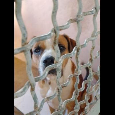 NADIR SIMIL BOXER SOCIEVOLE EDUCATO CANE IN ADOZIONE - Foto 2