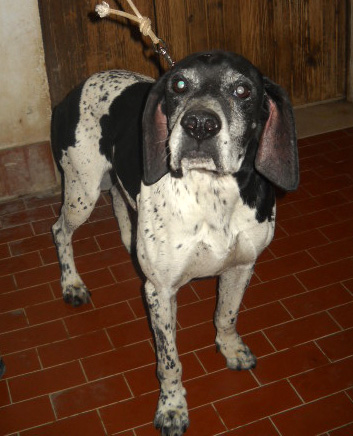 PERRY, adorabile creatura URGENTE! - Foto 5