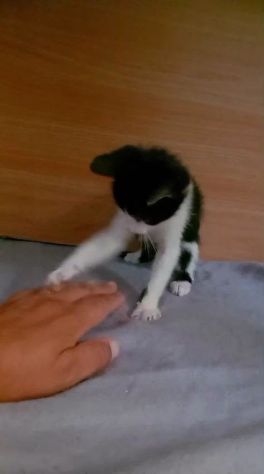 FELIX, adorabile micino in adozione - Foto 6