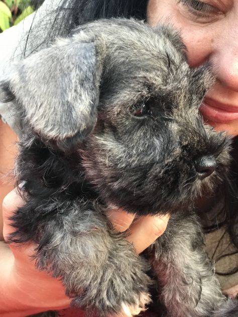 Cuccioli di Zwergschnauzer Pepe e sale - Foto 5