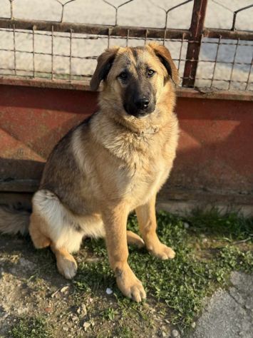 ANNIE, cucciola mix PASTORE TEDESCO! Stupenda - Foto 3
