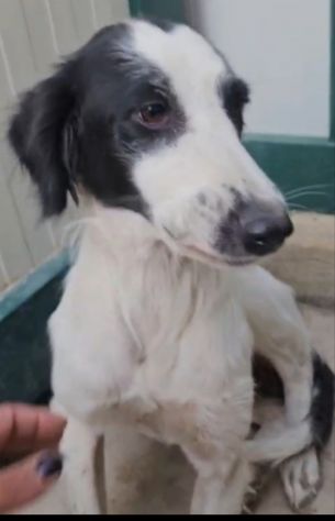 Guendalina: 2 anni taglia contenuta, socievole - Foto 8