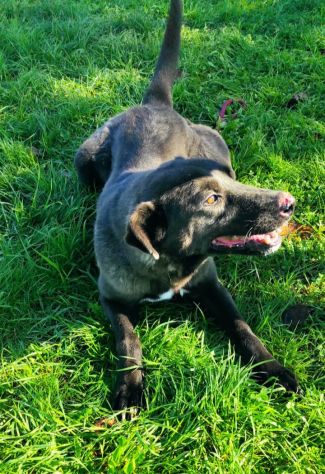 CANE IN ADOZIONE: LEO dolce carbonello - Foto 6