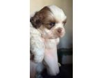Cucciolo di Shih Tzu - Pronto per una nuova famiglia!