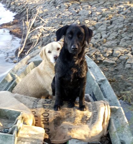 Labrador maschio NERO per accoppiamento - Foto 2