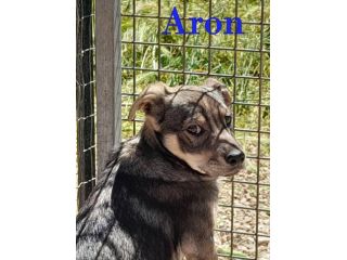 Aron e Jago cuccioli dolcissimi in adozione