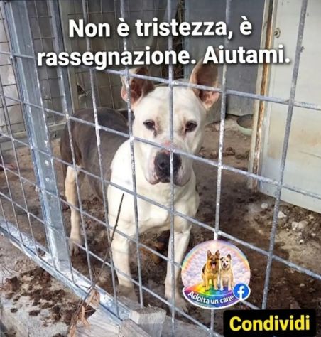 Molossina 3anni vive chiusa tra i suoi escrementi!! SOS SALERNO