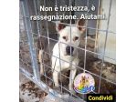 Molossina 3anni vive chiusa tra i suoi escrementi!! SOS SALERNO